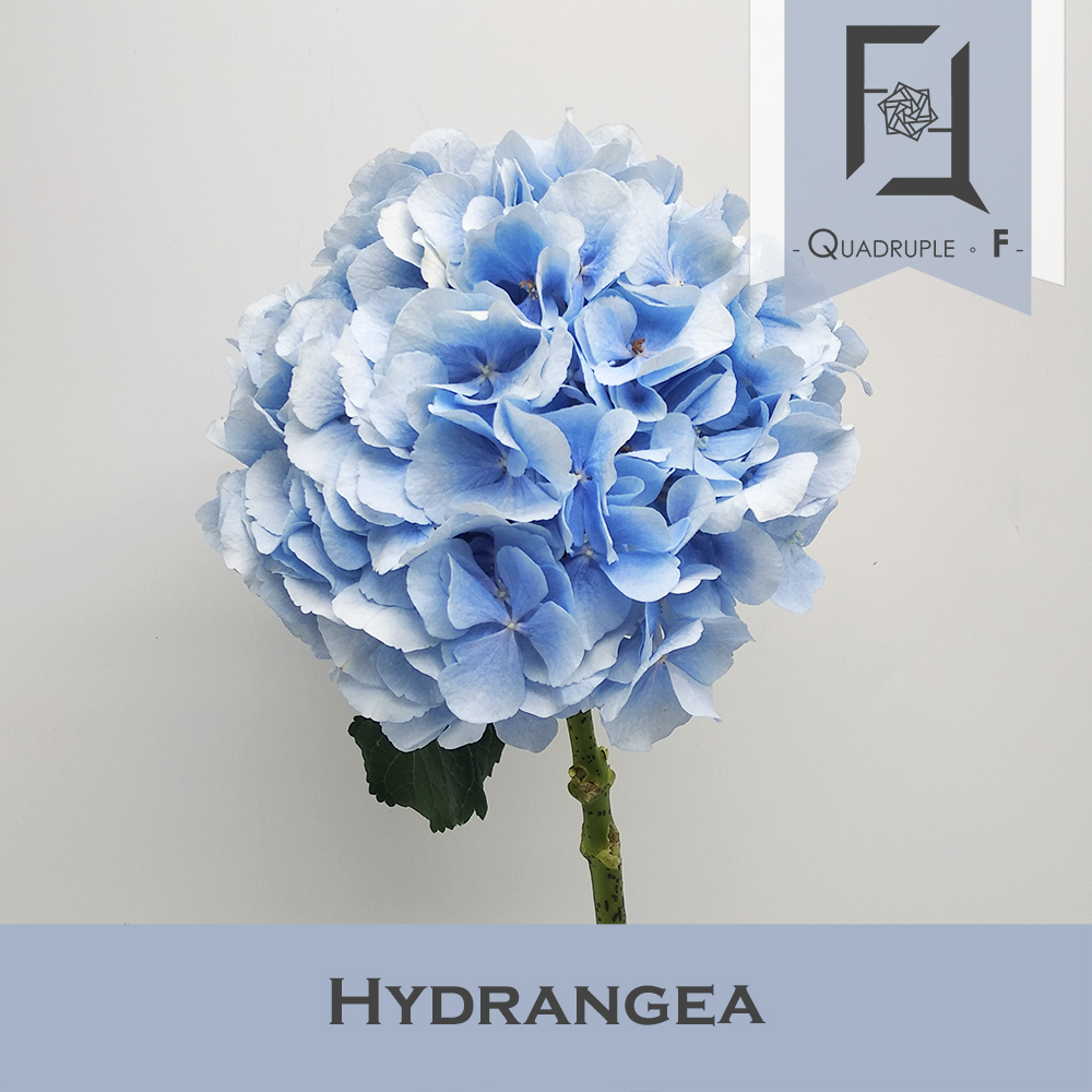 Hydrangea Light Blue 1