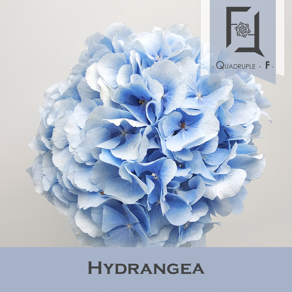 Hydrangea Light Blue 2