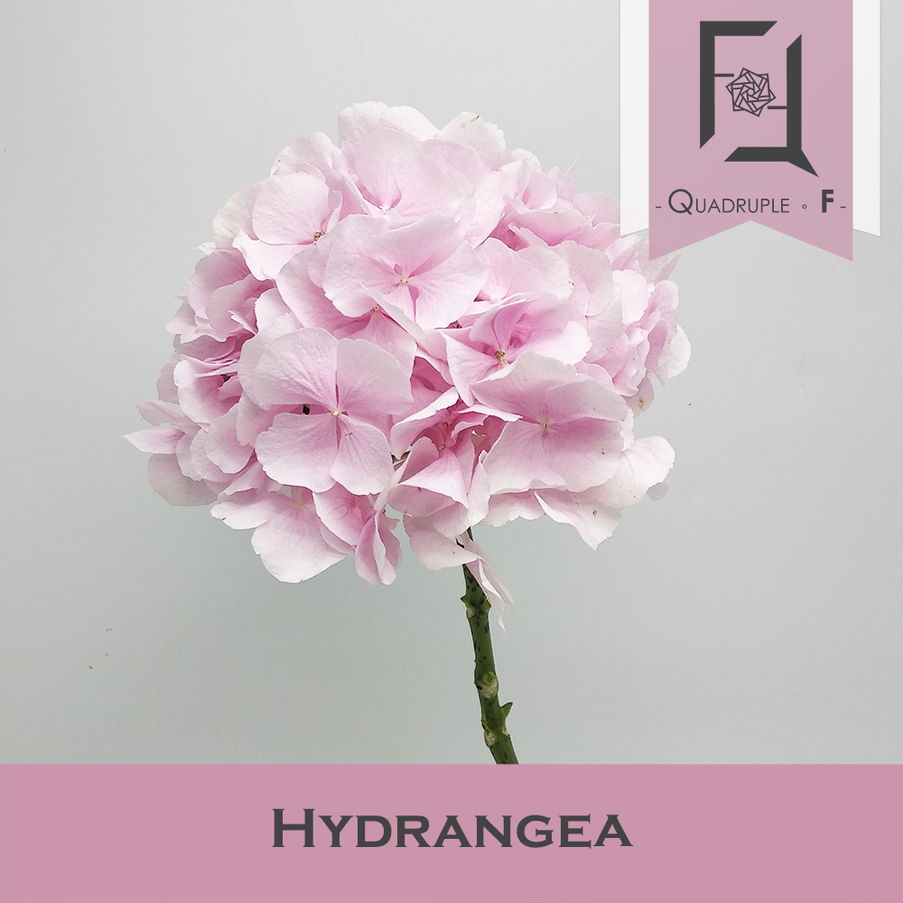 Hydrangea Light Pink 1