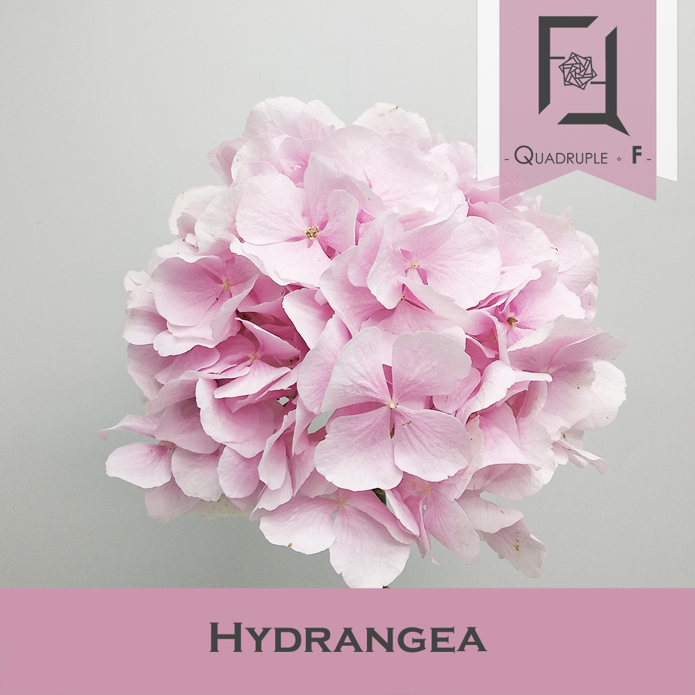 Hydrangea Light Pink 2