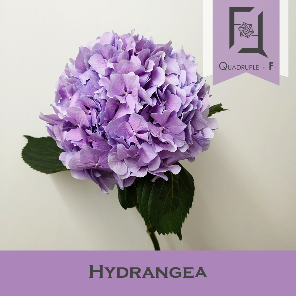 Hydrangea Purple 2