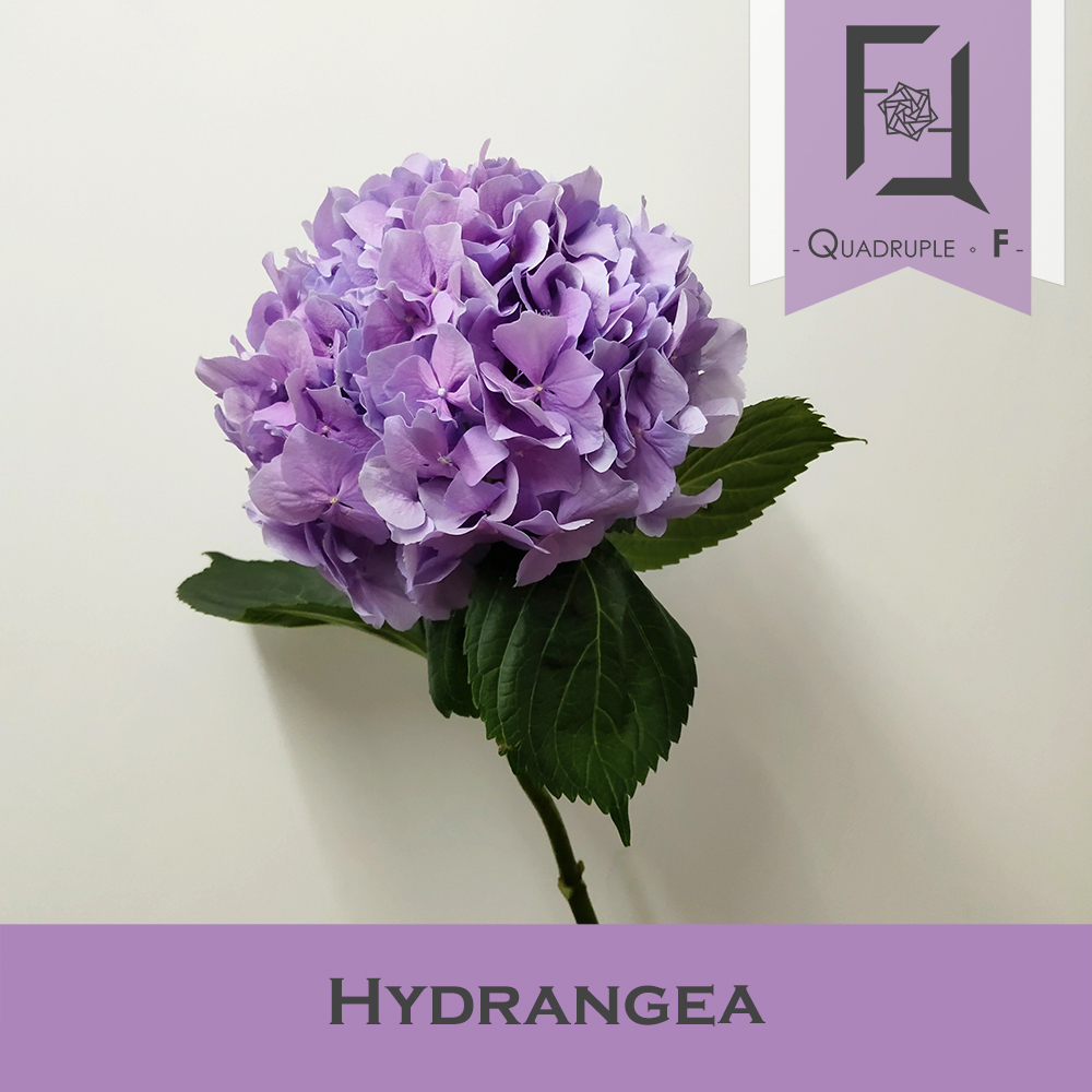 Hydrangea Flowers: A Guide to Their Amazing Colors, Meanings