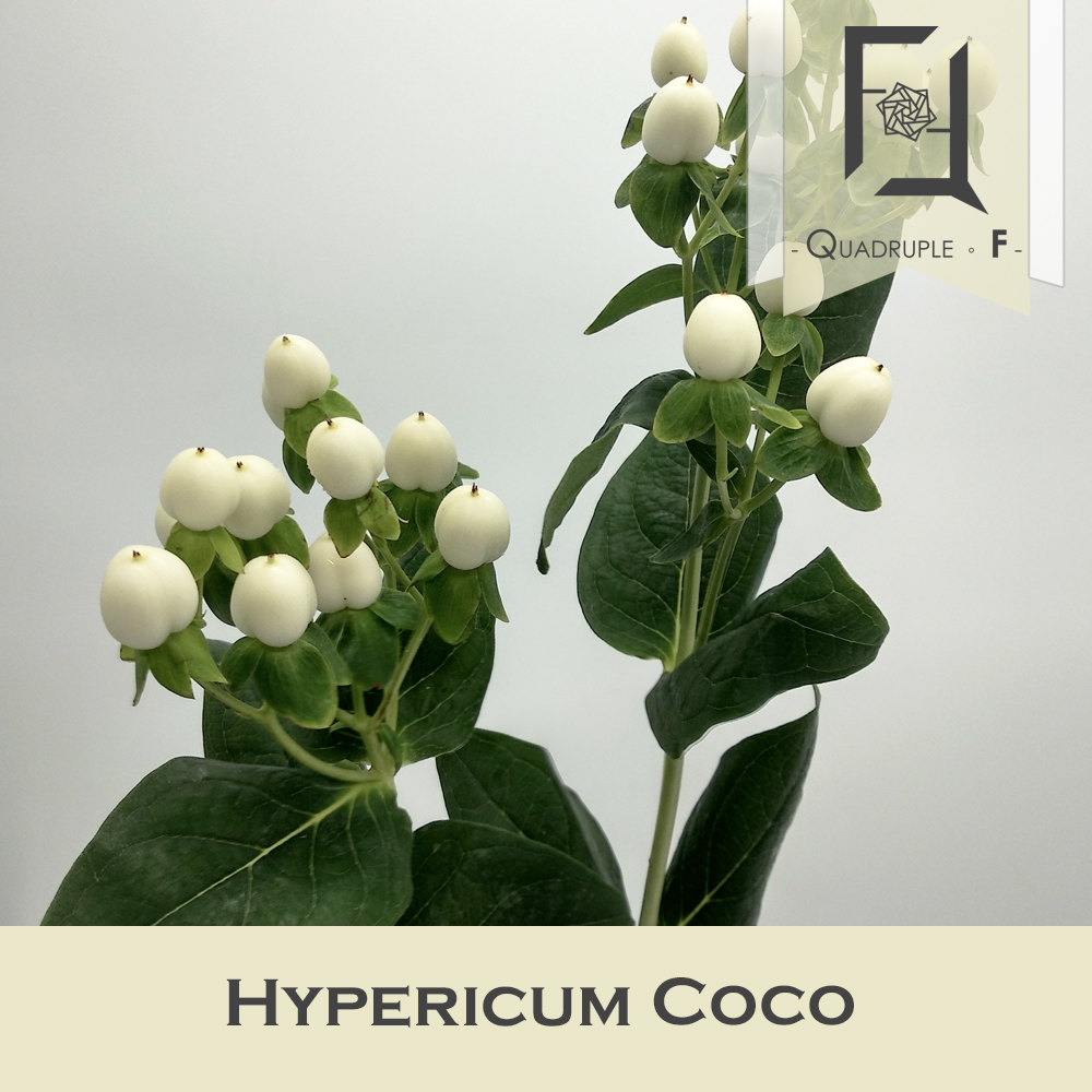 Hypericum Coco White 2