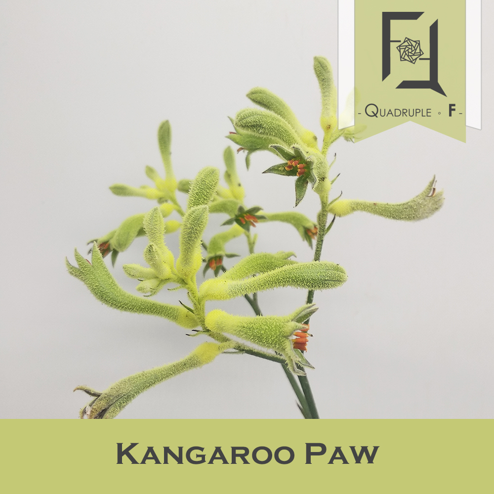 Kangaroo Paw Green 2