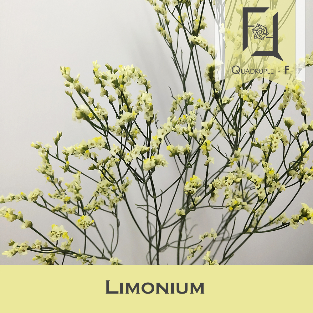 Limonium Yellow 2