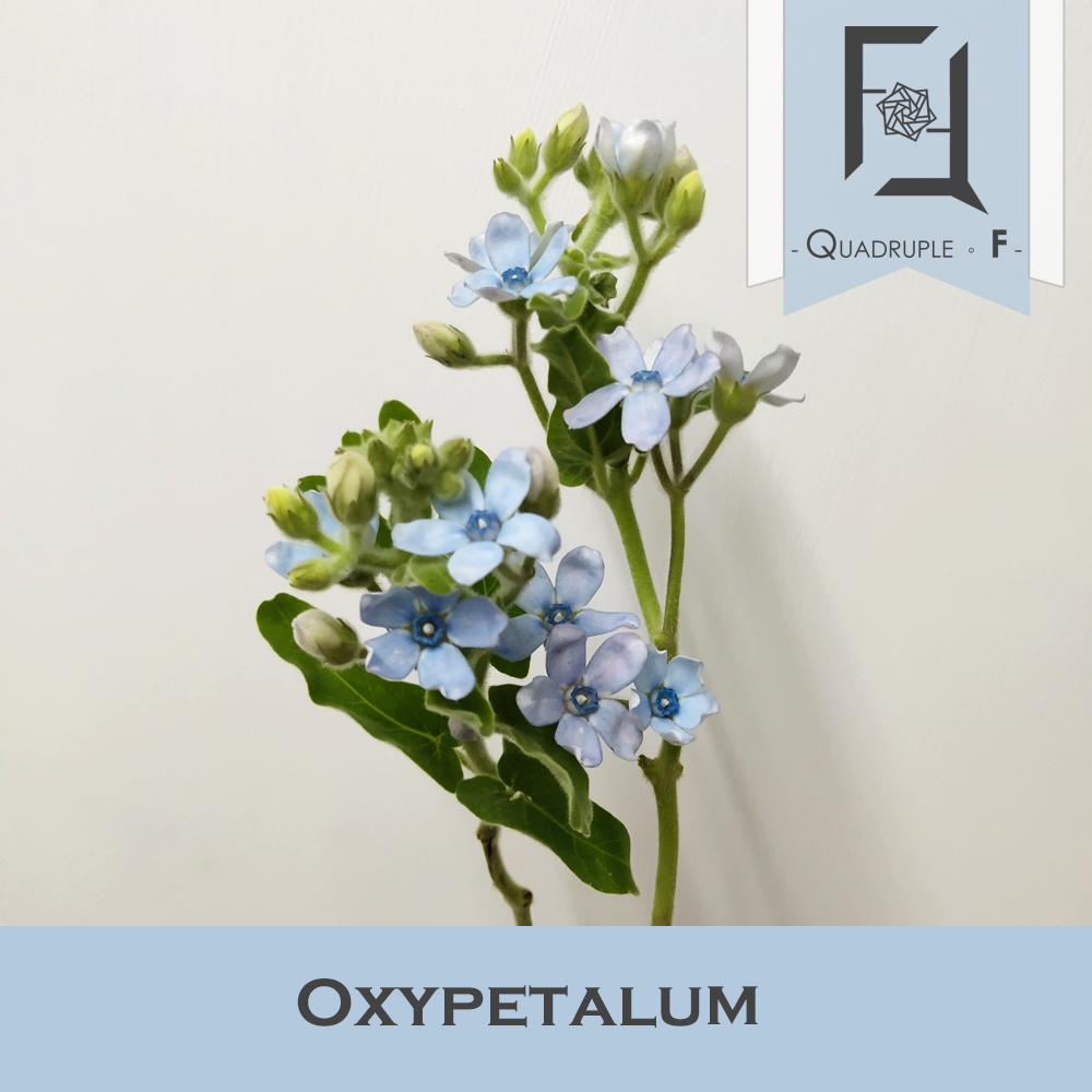 Oxypetalum Blue 2