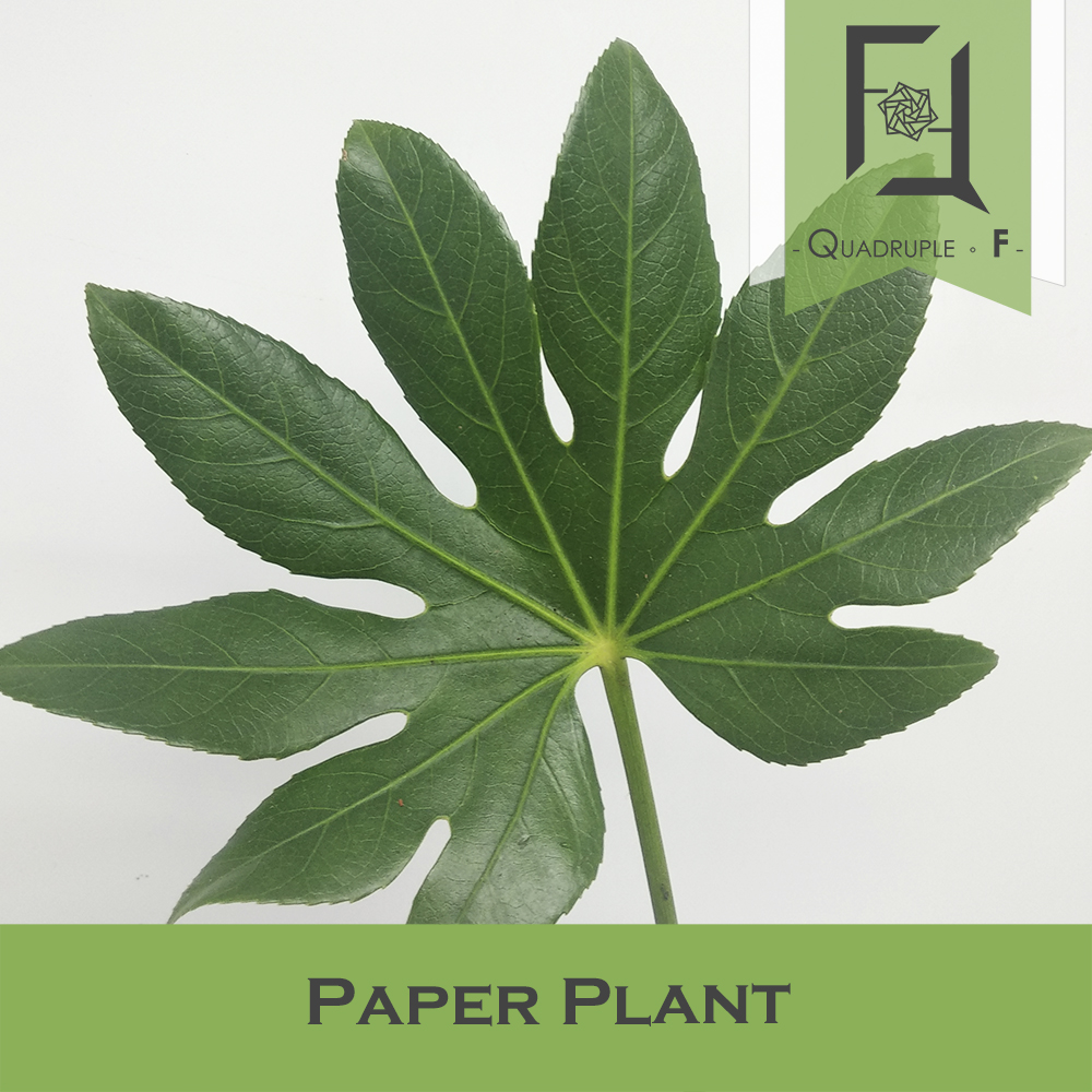 Paper Plant 2