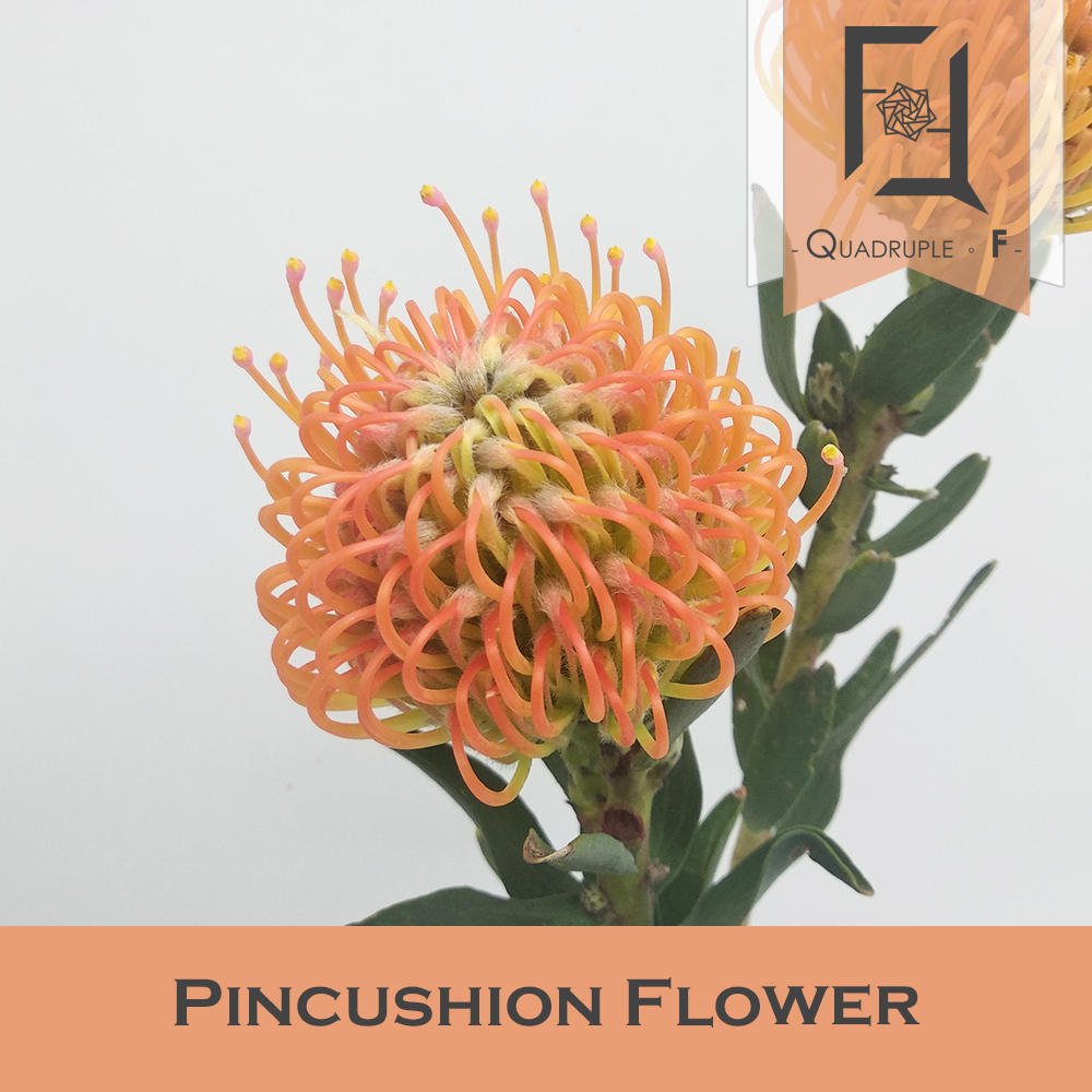 Pincushion flower 2