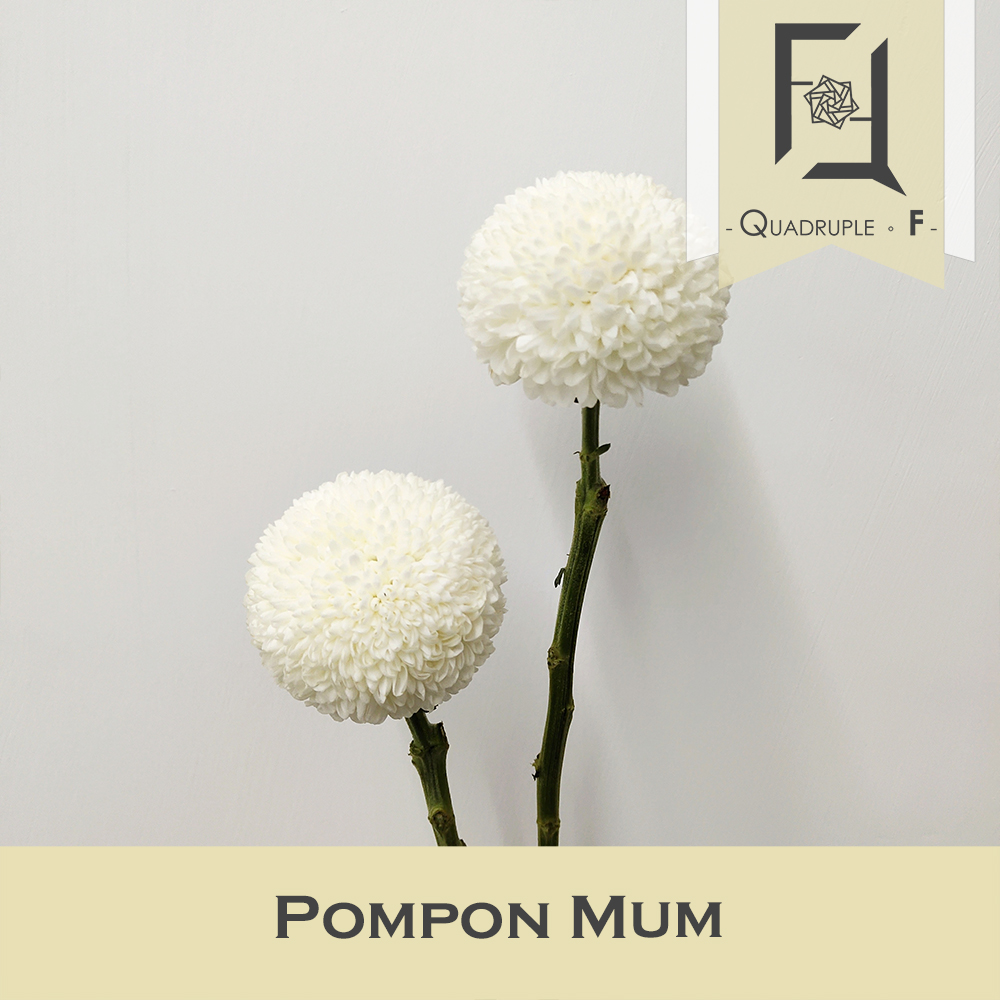 Pompon Mum In Floral Arrangements: A Florist’s Perspective