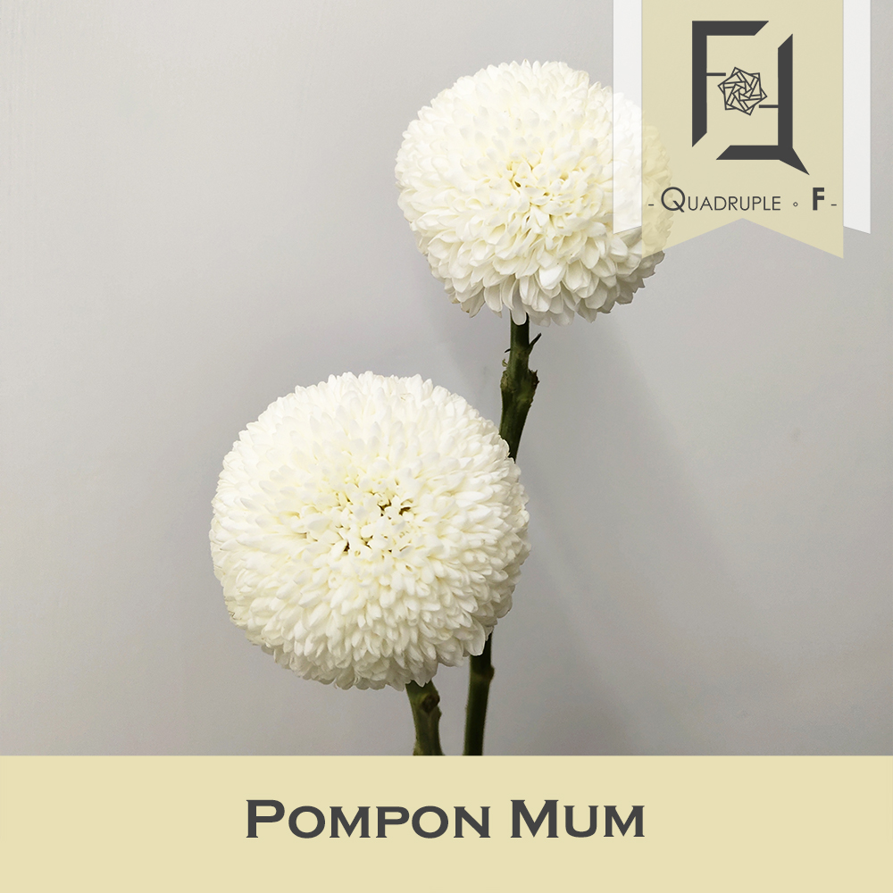 Pompon Mum White 2