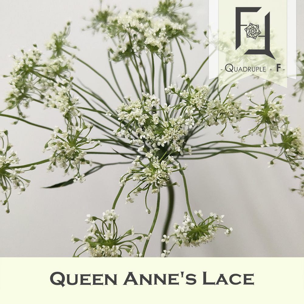 Queen Annes Lace 2