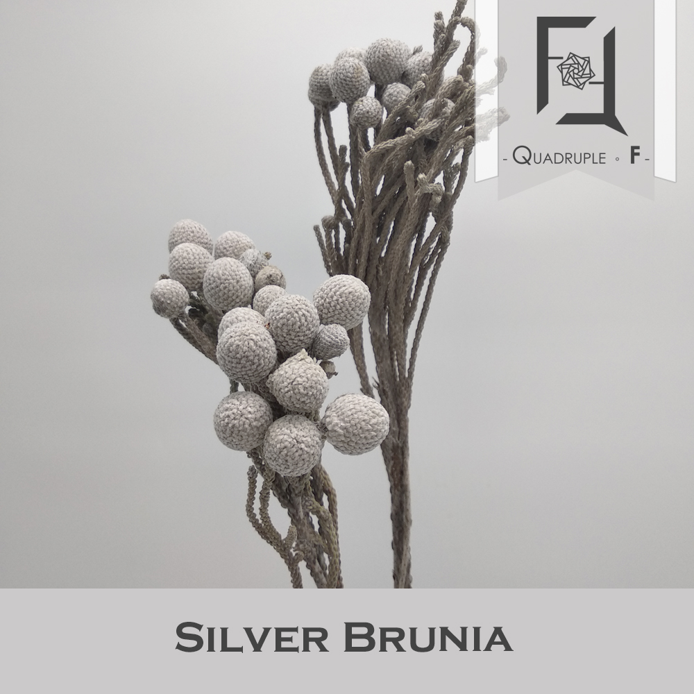 Silver Brunia 2