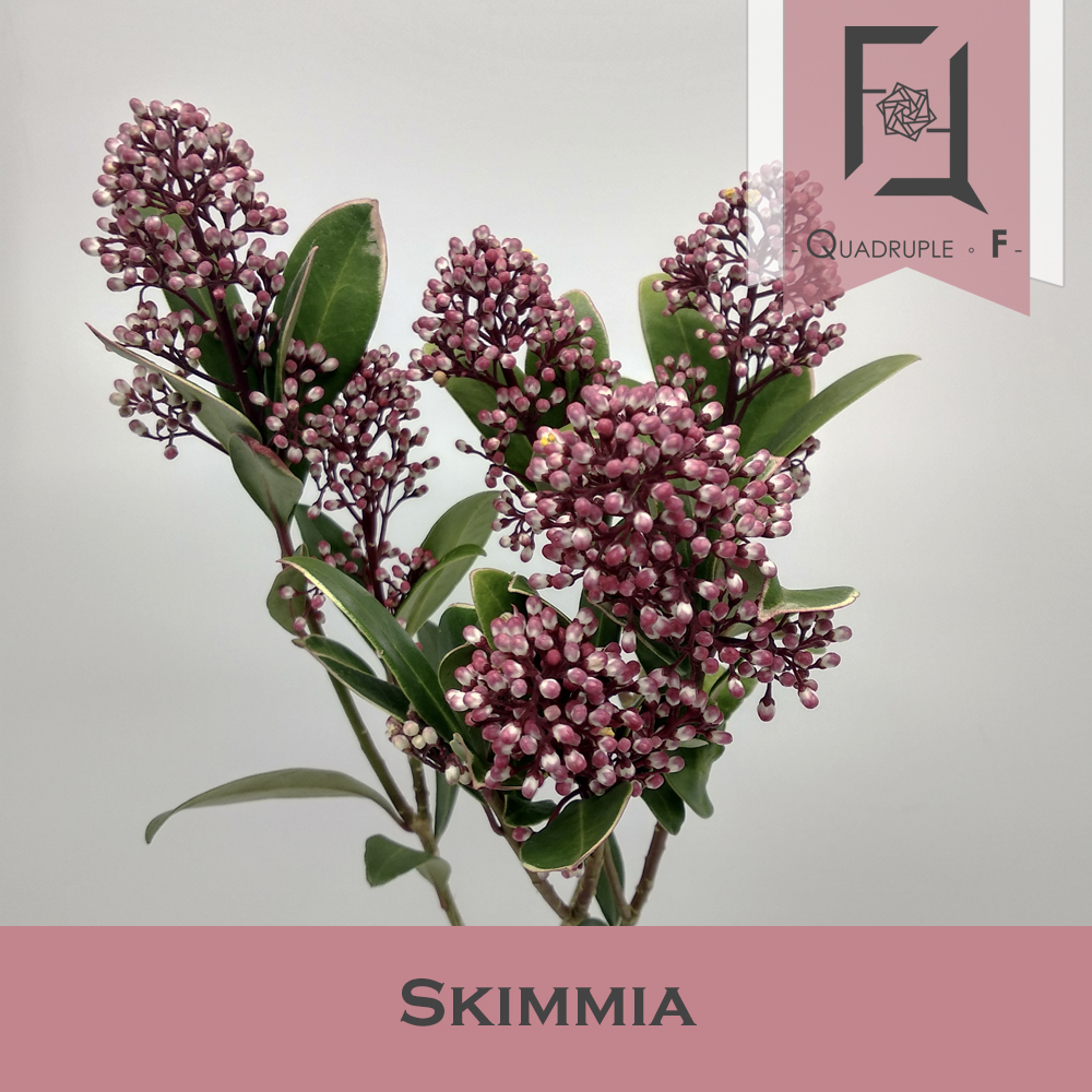 Skimmia Red 2