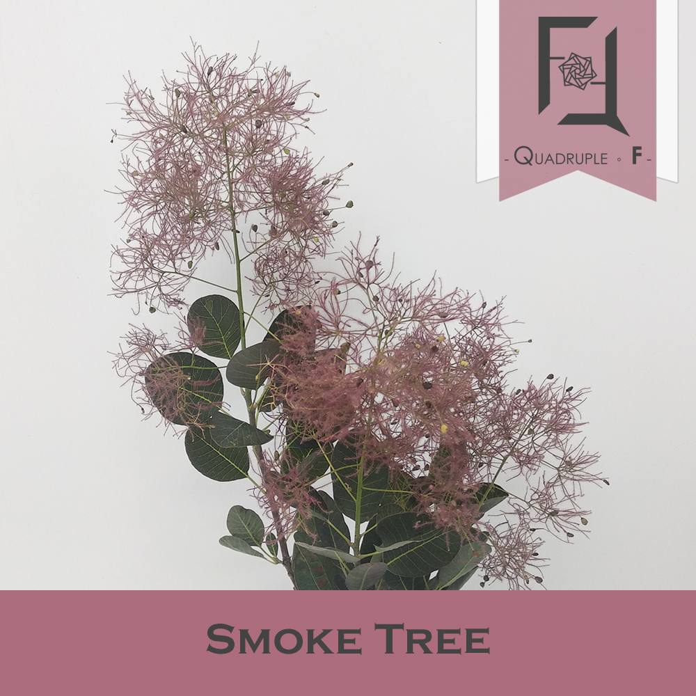 Smoke Tree
