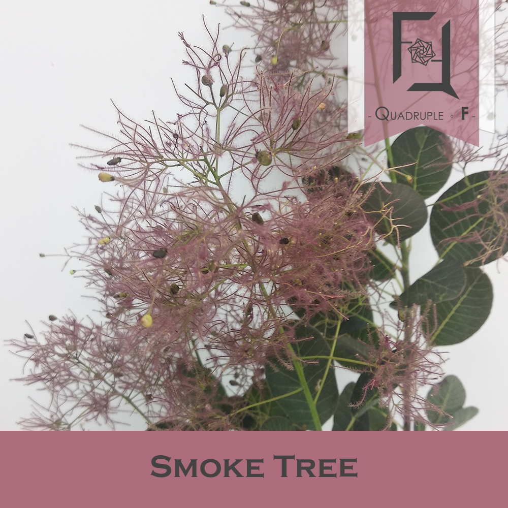 Smoke Tree Red 2