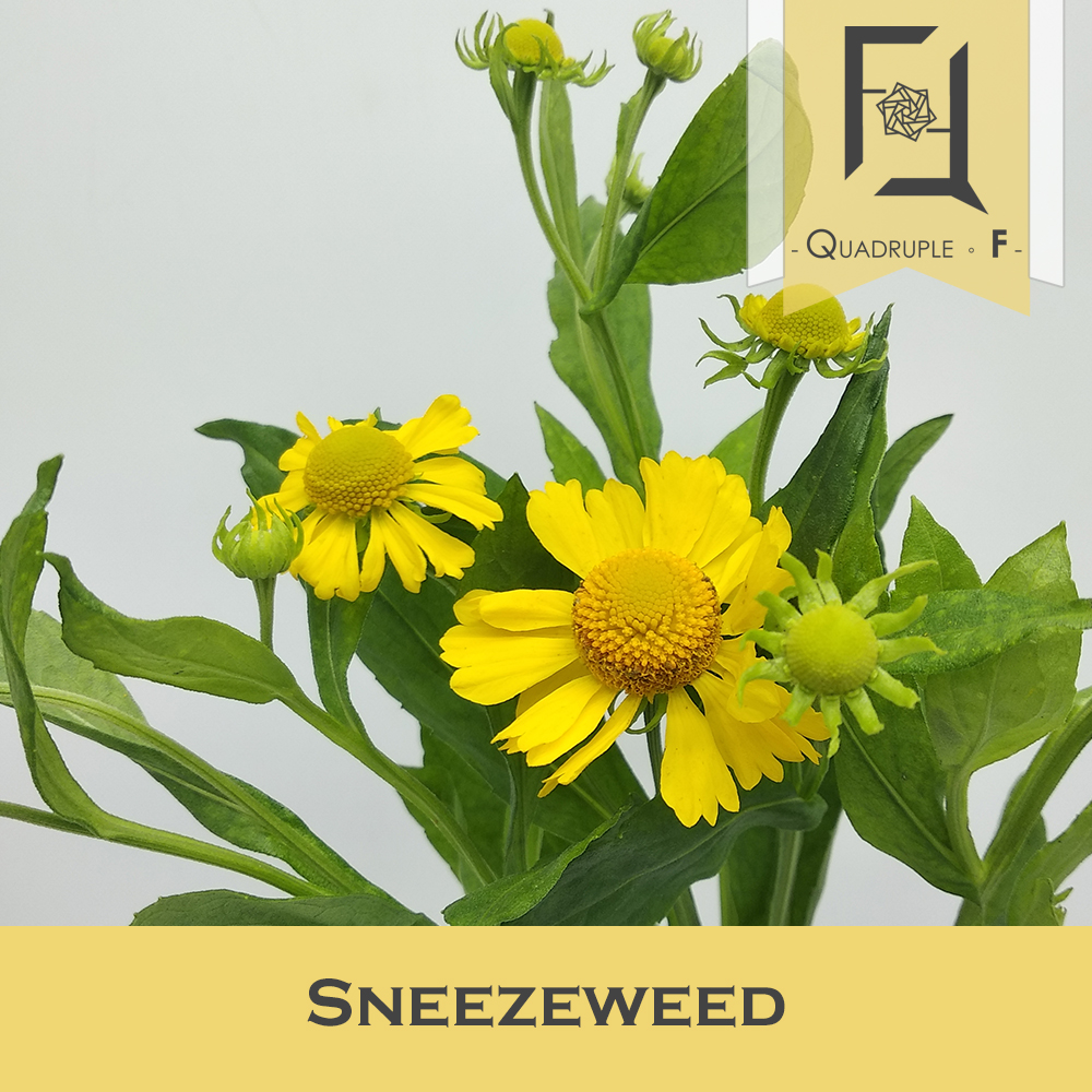 Sneezeweed 2