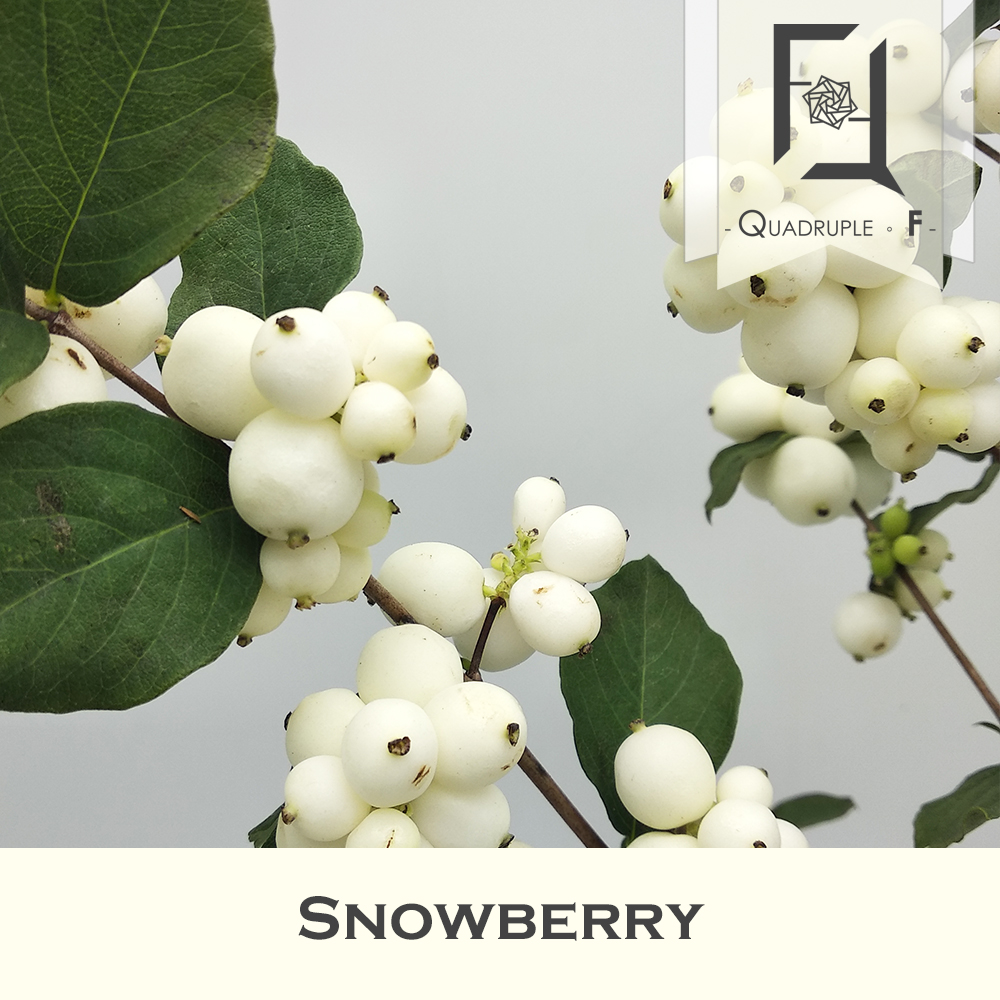 Snowberry 2