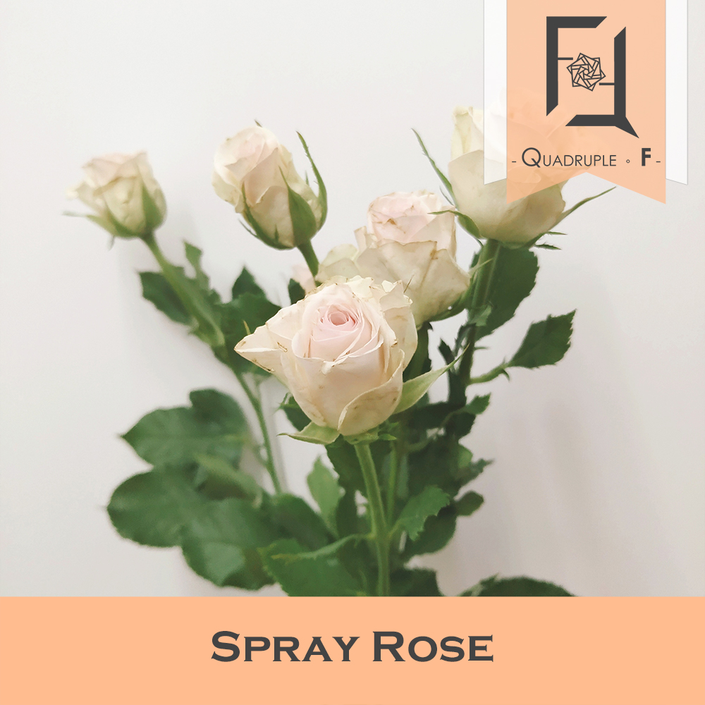 Understanding the Blooming Spray Roses