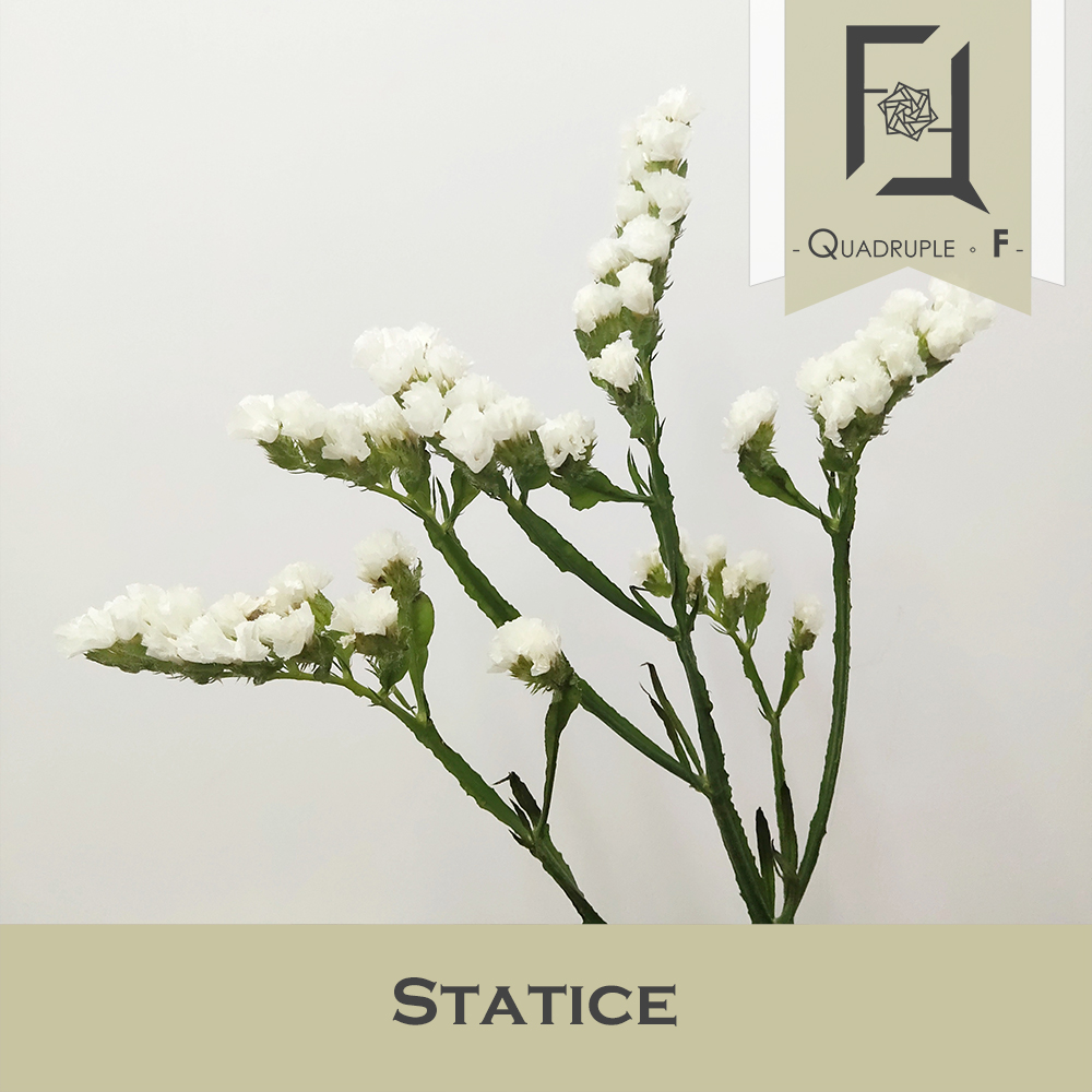 Statice: Is it Statice or Forget-me-not?