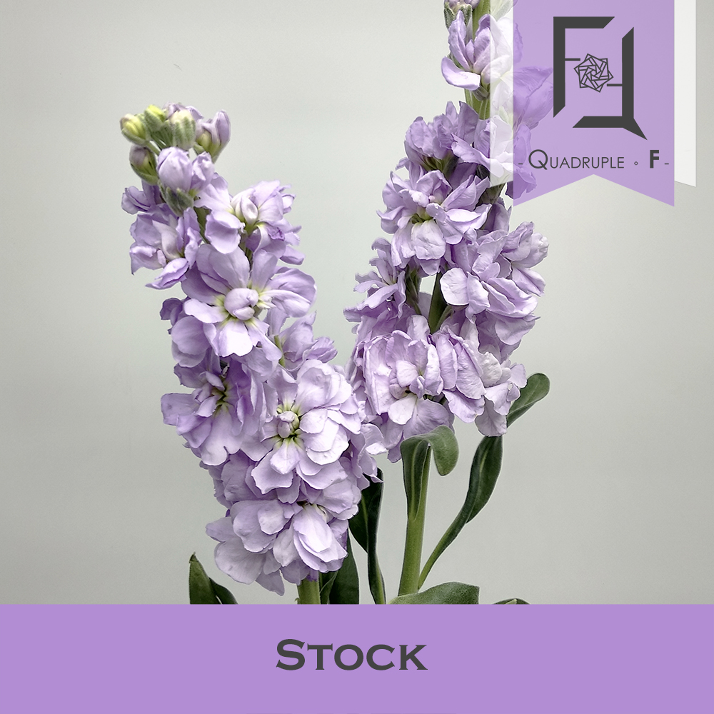 Stock Purple 2
