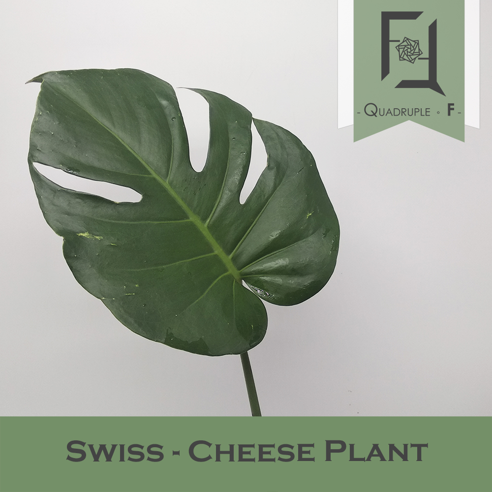 Swiss-cheese Plant