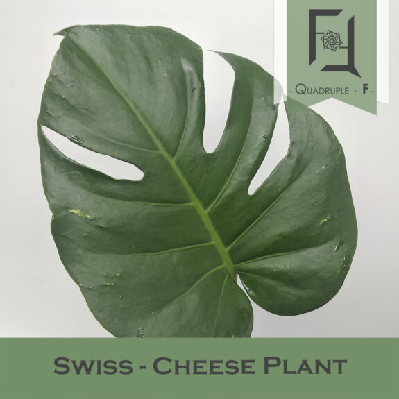 Swiss cheese Plant QuadrupleFlower swiss-cheese-plant-quadrupleflower
