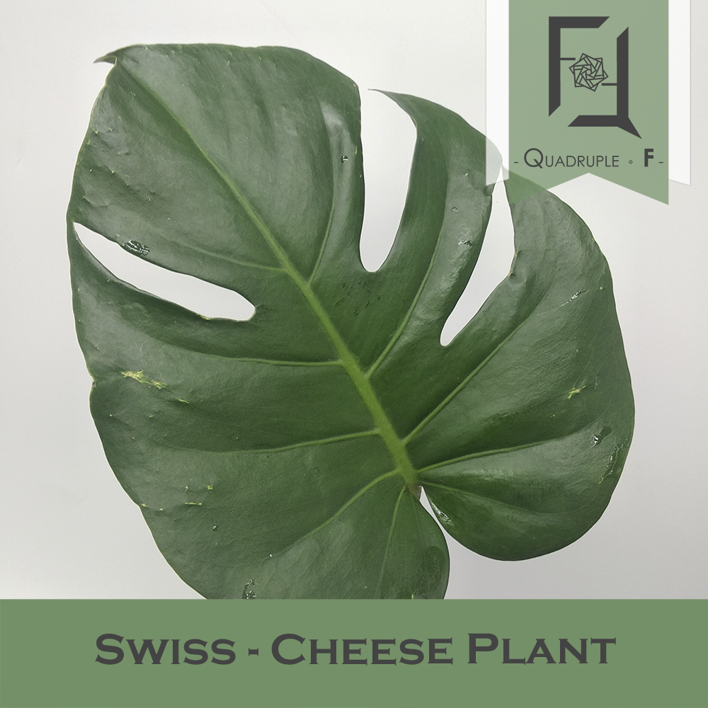 Swiss Cheese Plant 2