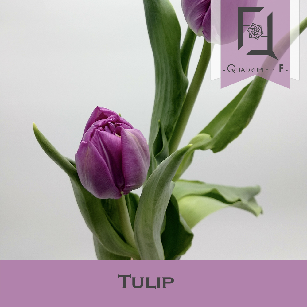 Tulip Purple 2
