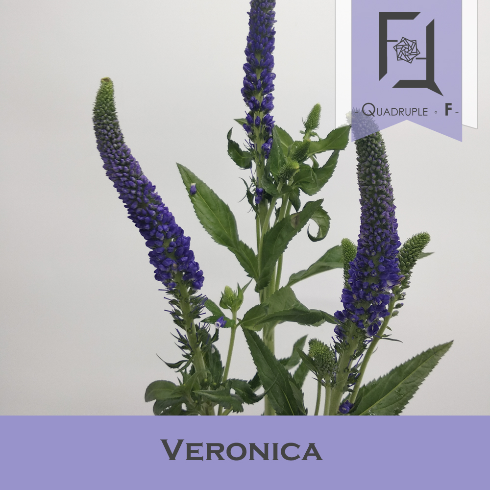 Veronica Purple 2