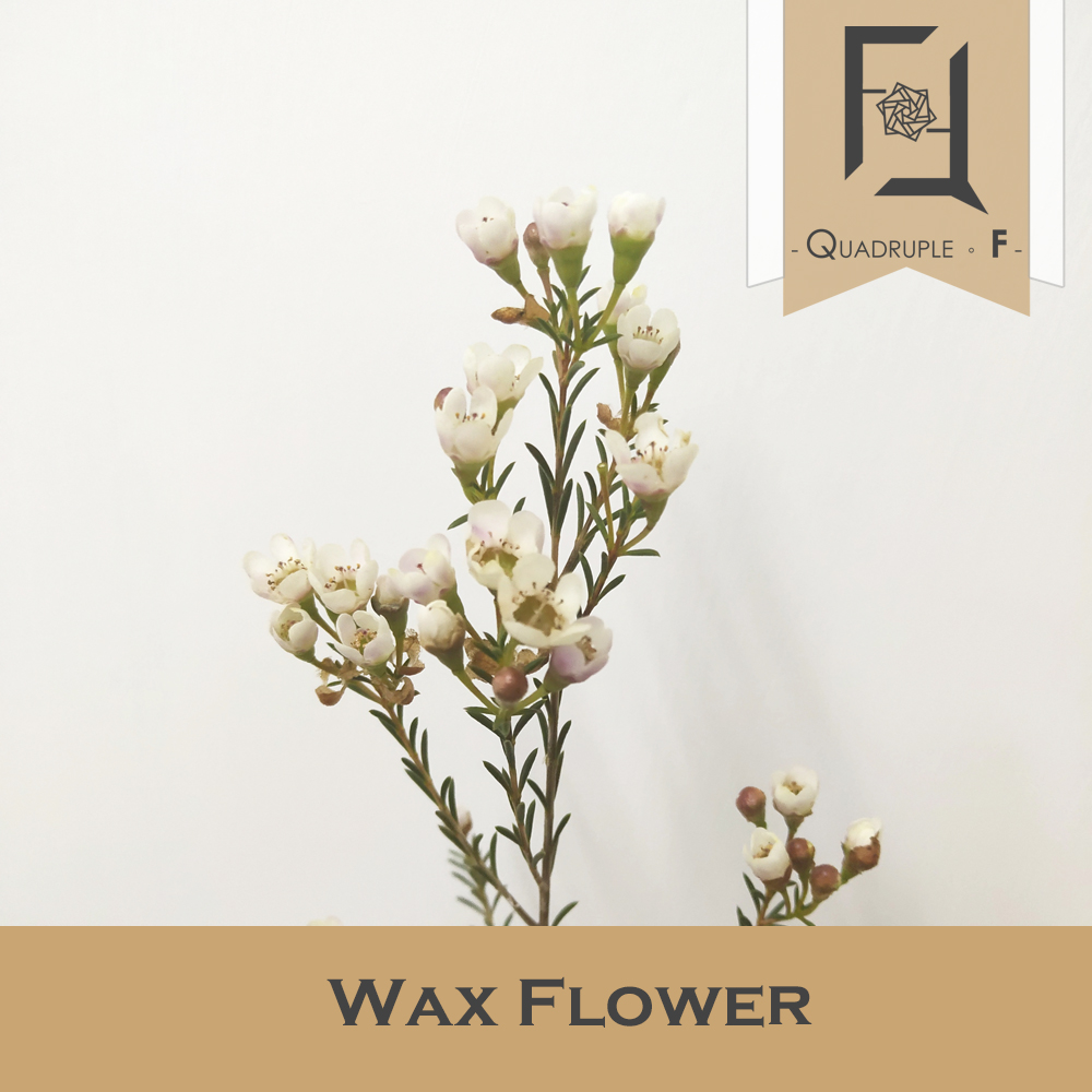 Waxflower White 2