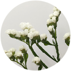 A11_Tag_Material_Statice