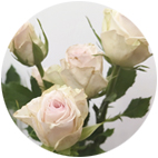 A8_Tag_Material_Spray Rose