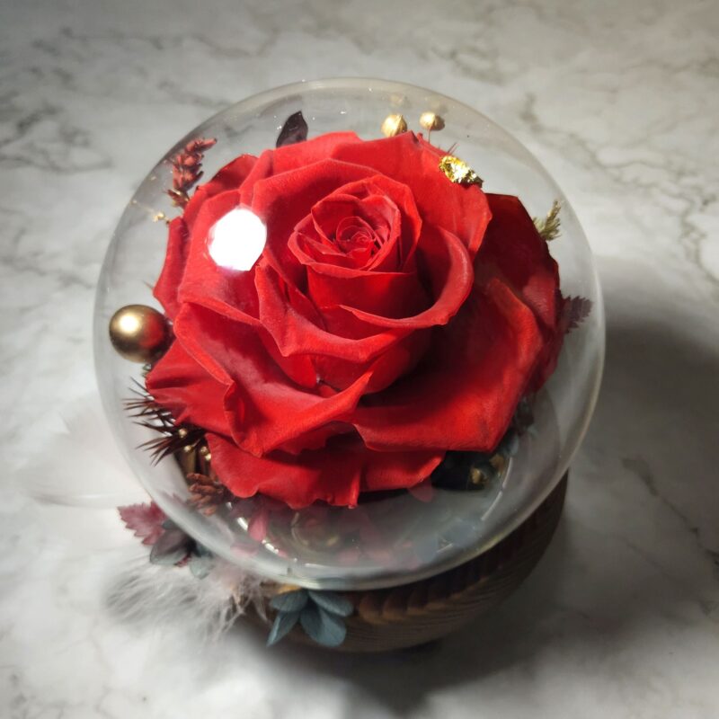 Preserved Flower Red Rose with Round Glass Dome Quadruple Flower PT010001 04