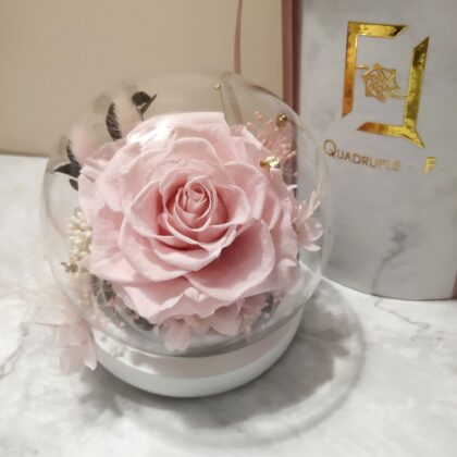 Preserved Flower Pink Rose with Round Glass Dome Quadruple Flower PT010005 01