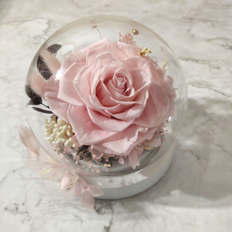 Preserved Flower Pink Rose with Round Glass Dome Quadruple Flower PT010005 04