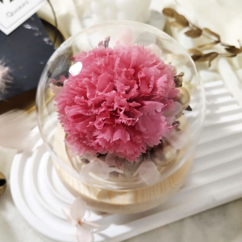 Preserved Flower Hot Pink Carnation with Round Glass Dome Quadruple Flower PT070002 03