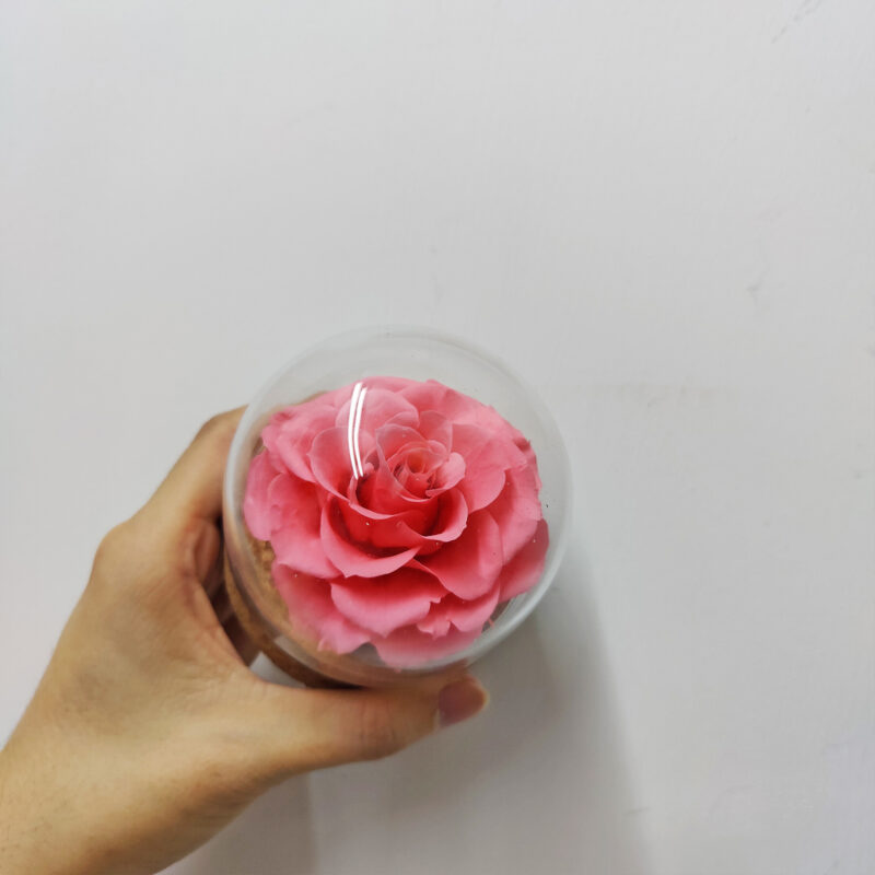 Sweetie Only | Preserved Flower Rose Glass Test Tube