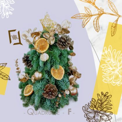 荷蘭新鮮貴族松迷你聖誕樹 OC100015