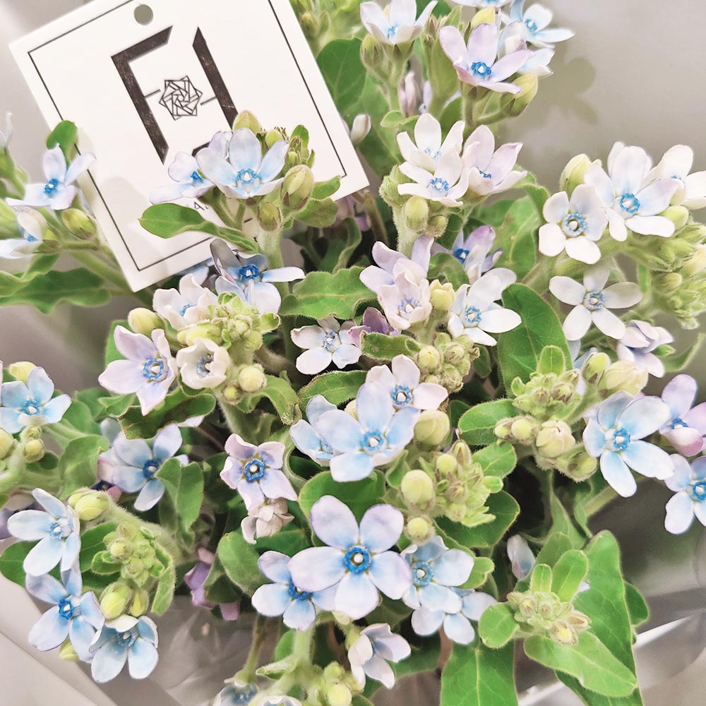 湛藍星願 | 藍星花鮮花花束 2 湛藍星願 | 藍星花鮮花花束 - BS100017