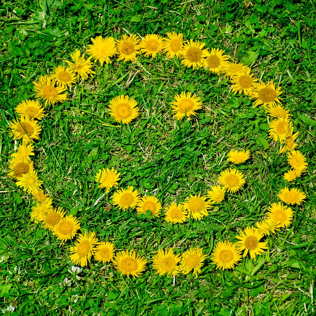 🎓 Graduation Bouquet Recommendation: The viral "Smiley Pompon mum" bouquet 😊🌻