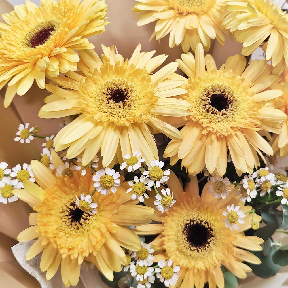 Morning Glimmer | Champagne Gerbera & Chamomile Fresh Flower Bouquet 2 Morning Glimmer | Champagne Gerbera & Chamomile Fresh Flower Bouquet - BM100017